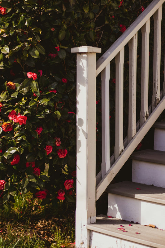 red flowers beside white wooden fence