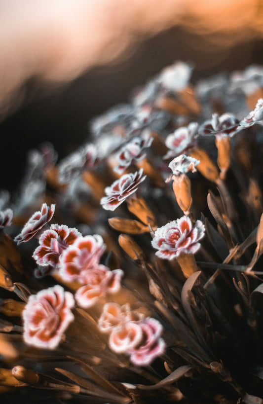 pink flowers in tilt shift lens