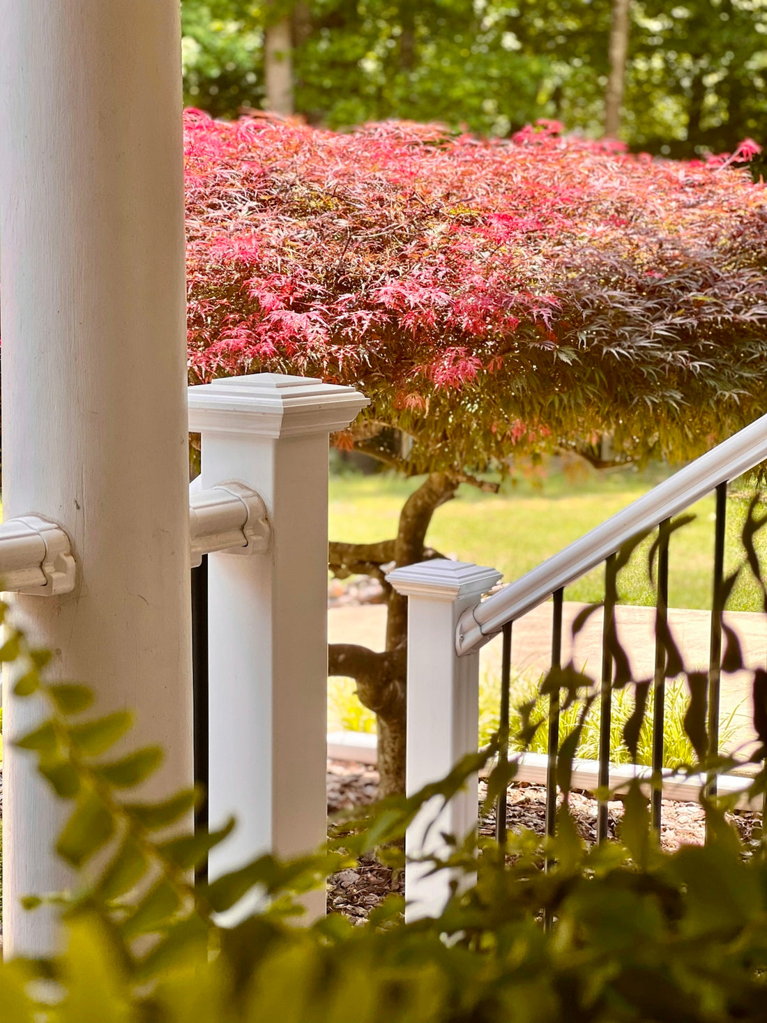 a view of a tree and some bushes from a porch