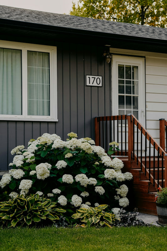White hydrangeas blooming in front of a house.