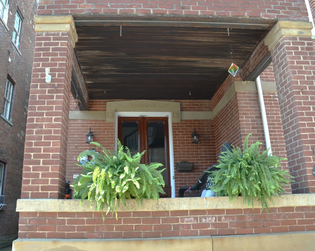 Two large ferns in pots on a brick porch with a wooden ceiling
