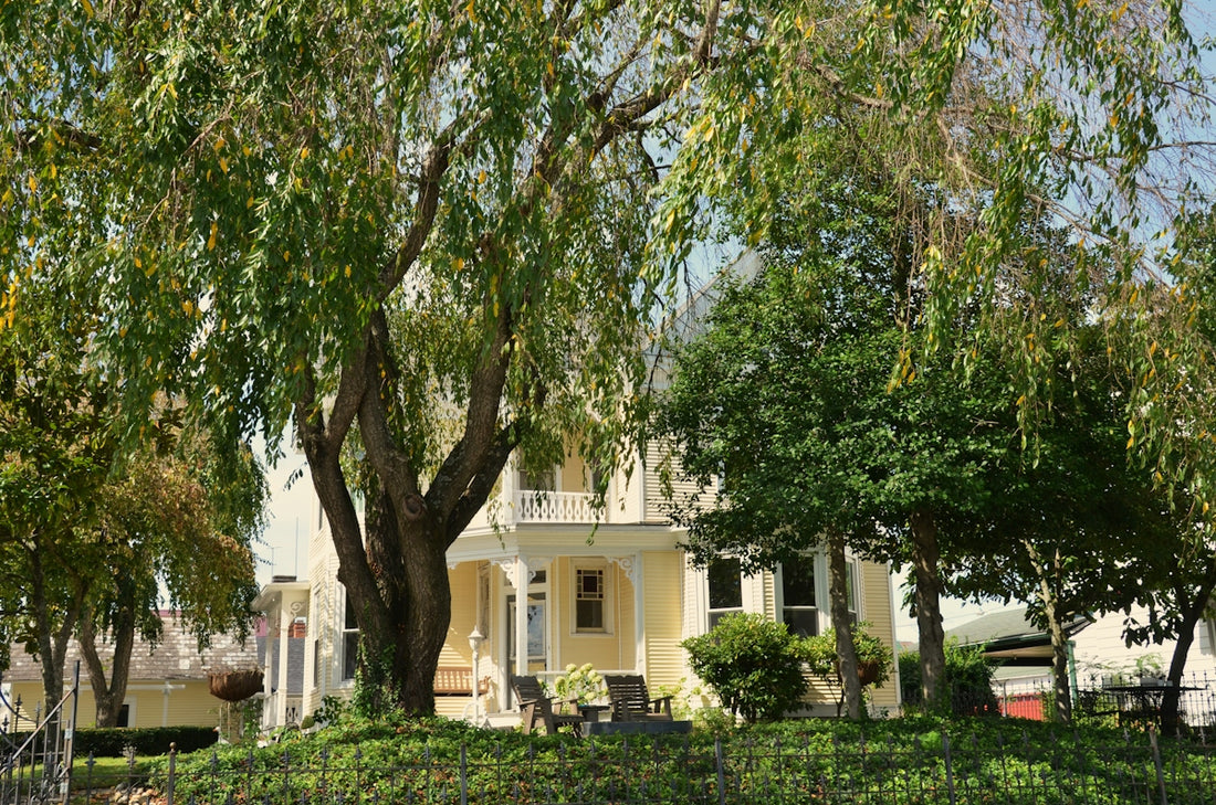 A yellow Victorian house behind a large weeping tree and iron fence