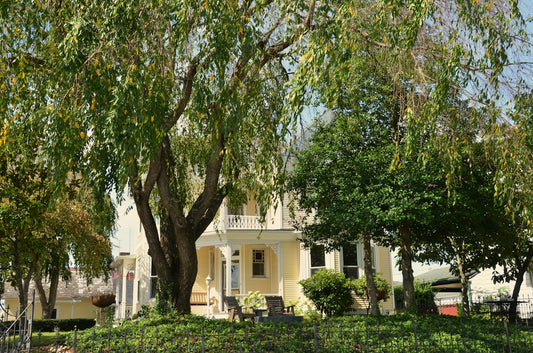 A yellow Victorian house behind a large weeping tree and iron fence