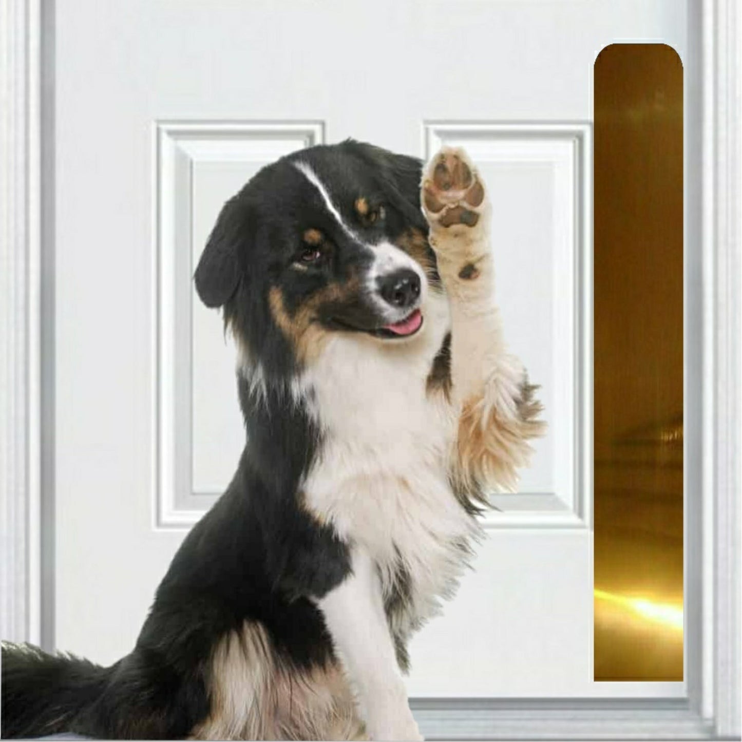 Dog Scratch Protection Door Plate – Premium Pet-Safe Door Guard